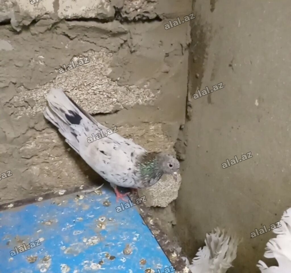 Soğanı əbreş qızğın maya dı 14 tük maya dı ayağı çılpağ Uçan cins