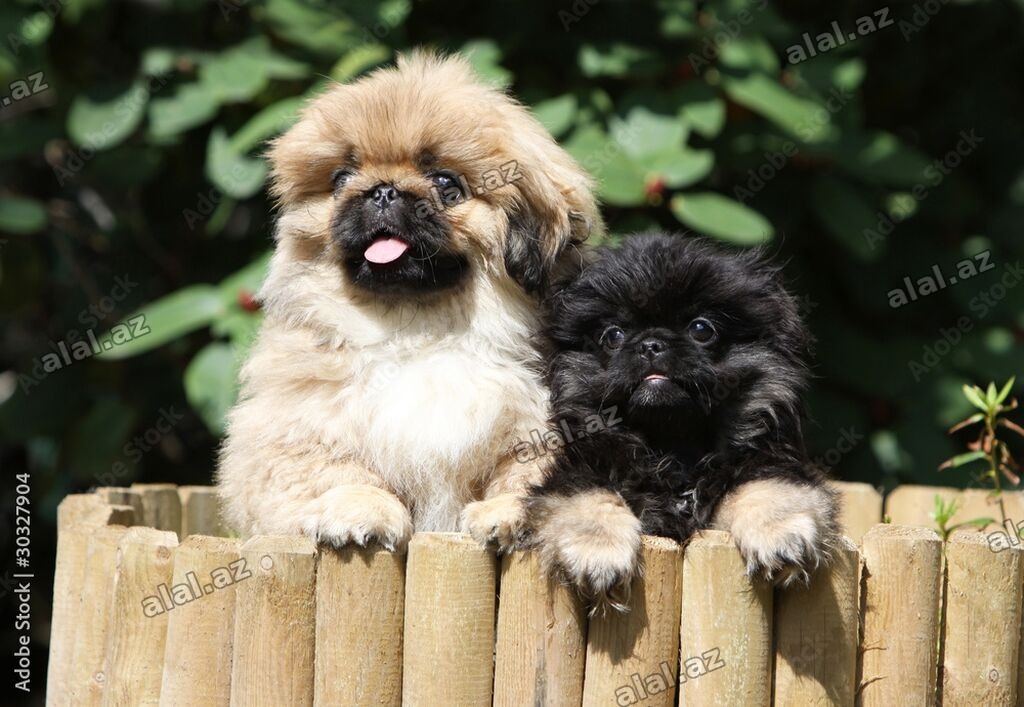 Pekines, Peyvəndli, Rayonlara çatdırılma, Pulsuz çatdırılma, Ödənişli çatdırılma