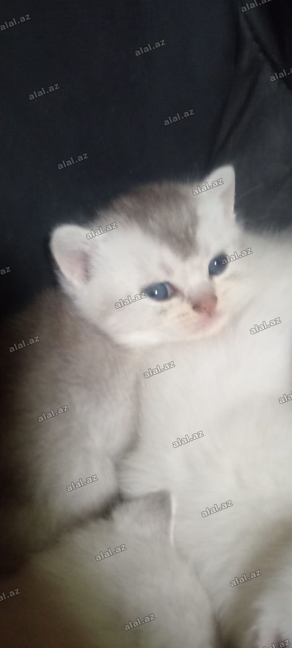 Qızıl şinşilla