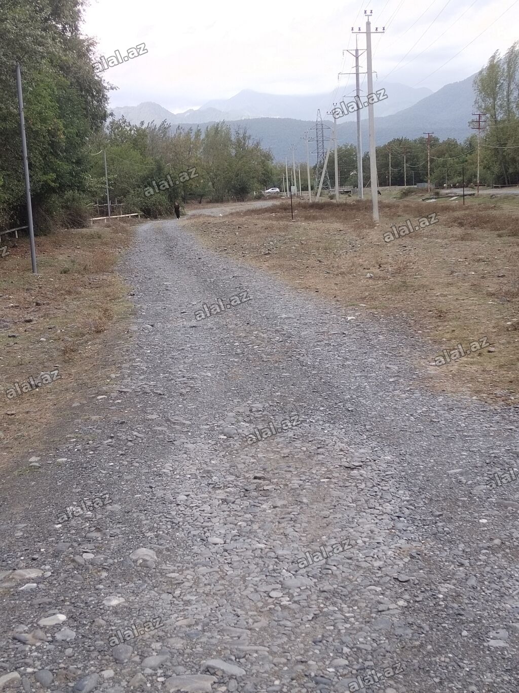 31 sot, Tikinti, Kupça (Çıxarış)