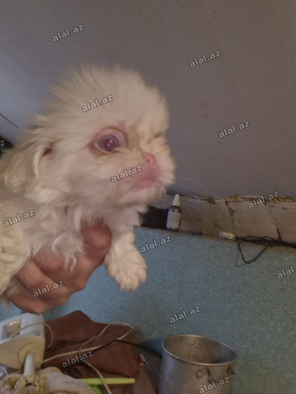 Albinos pekines