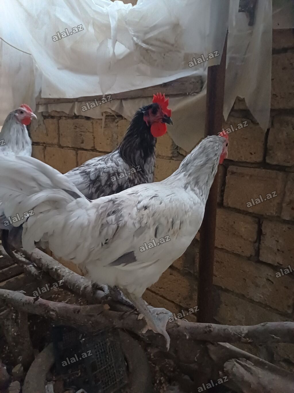 Austrolorp xoruzlar Təsvir: - Ağ və boz rəng çalarlarında, qırmızı