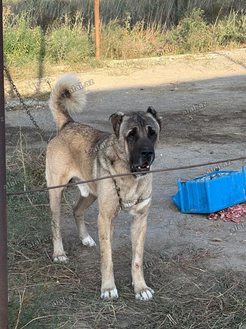 Kanqal, 2 il, Erkək, Peyvəndli, Rayonlara çatdırılma