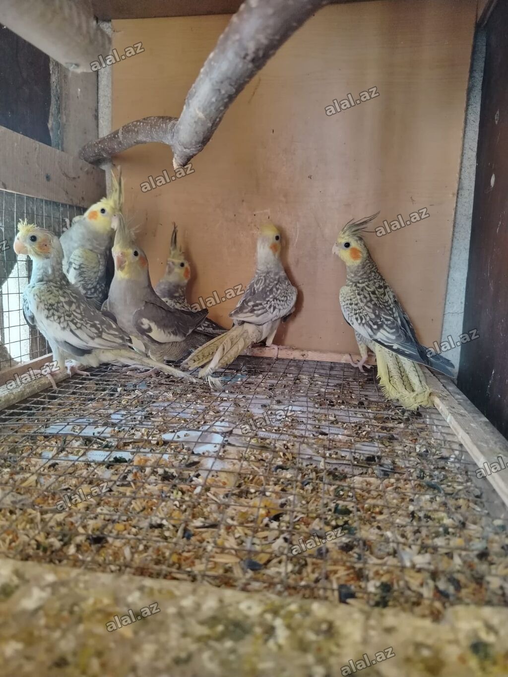 Korella 35 Azn Yalniz zeng Əsas Xüsusiyyətlər: Heyvan Növü: Quş Quş