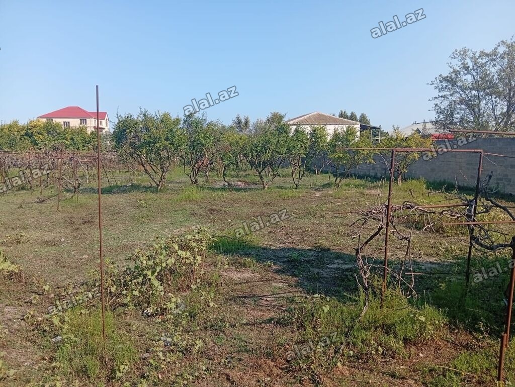 21 sot, Tikinti, Kupça (Çıxarış)