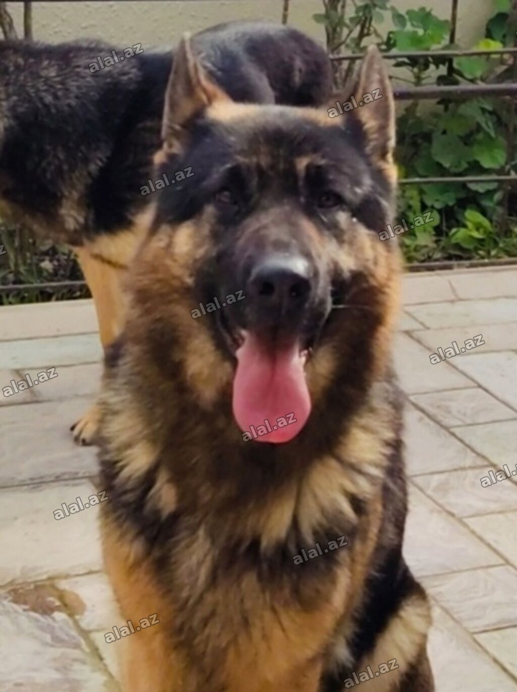Alman çoban iti, 3 il, Dişi, Ödənişli çatdırılma