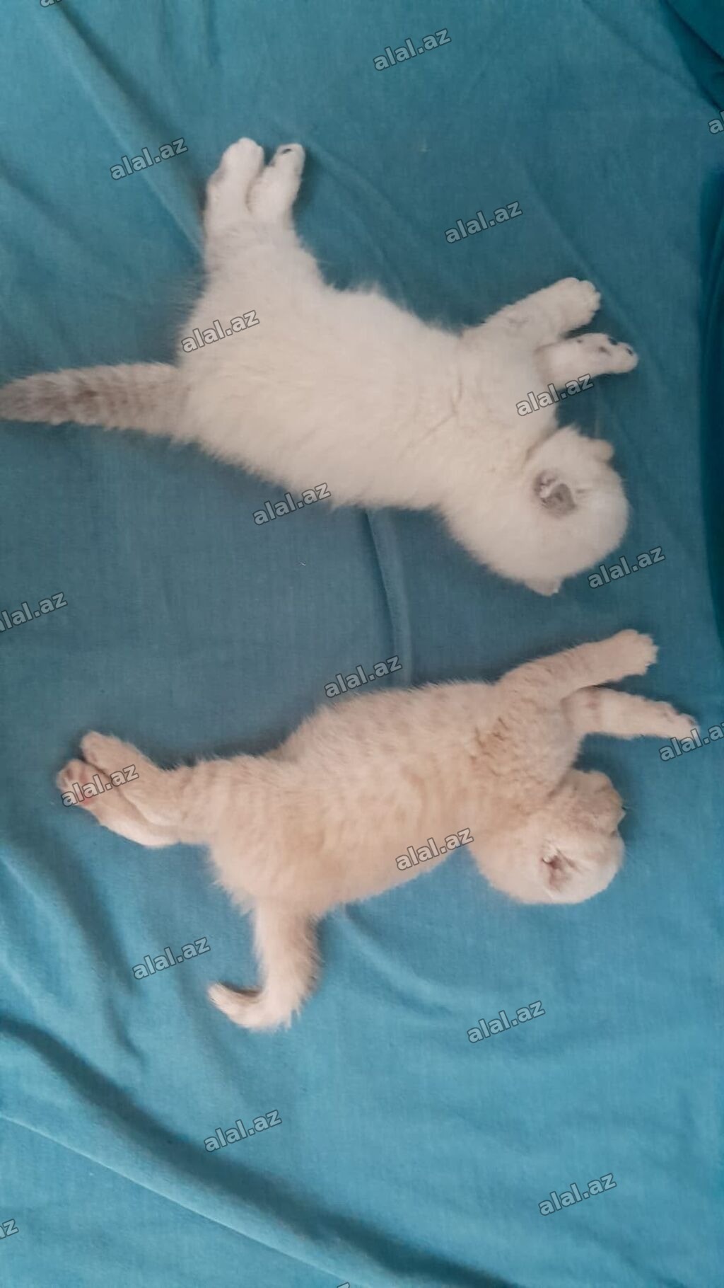 Şotland yastı qulaq