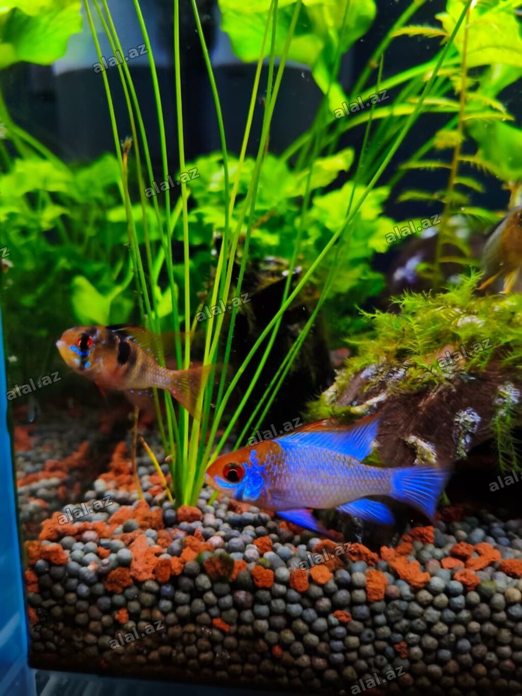 Dişi tülquyruq german ramirezi və erkək electric blue ramirezi cütü