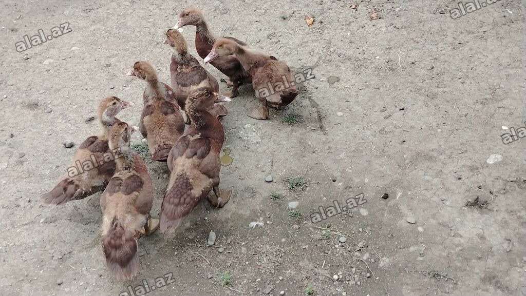 Bir ededi - 20 manata Satılır: muskovi ördək balaları (indoutka)
