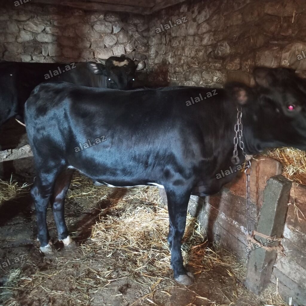 Dişi, il: 2, Südlük