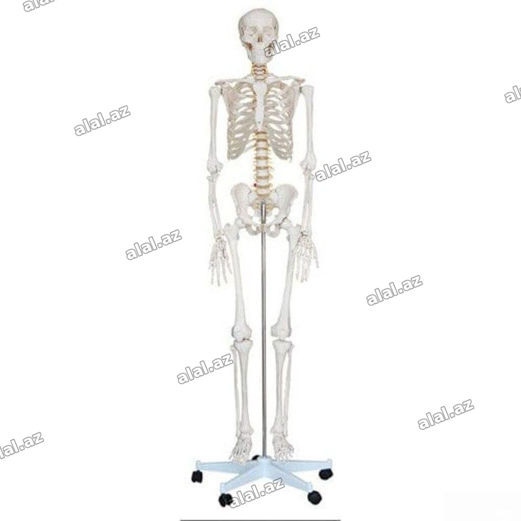 İnsan skeleti 180smİnsan skeleti 180sm Bu real insan ölçülü oynaqlı