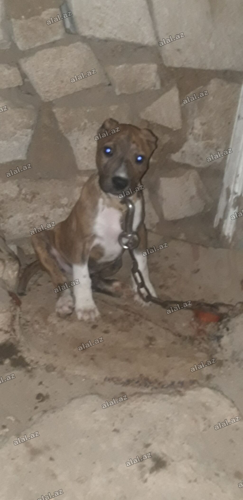 Pitbul, 2 ay, Dişi, Peyvəndli