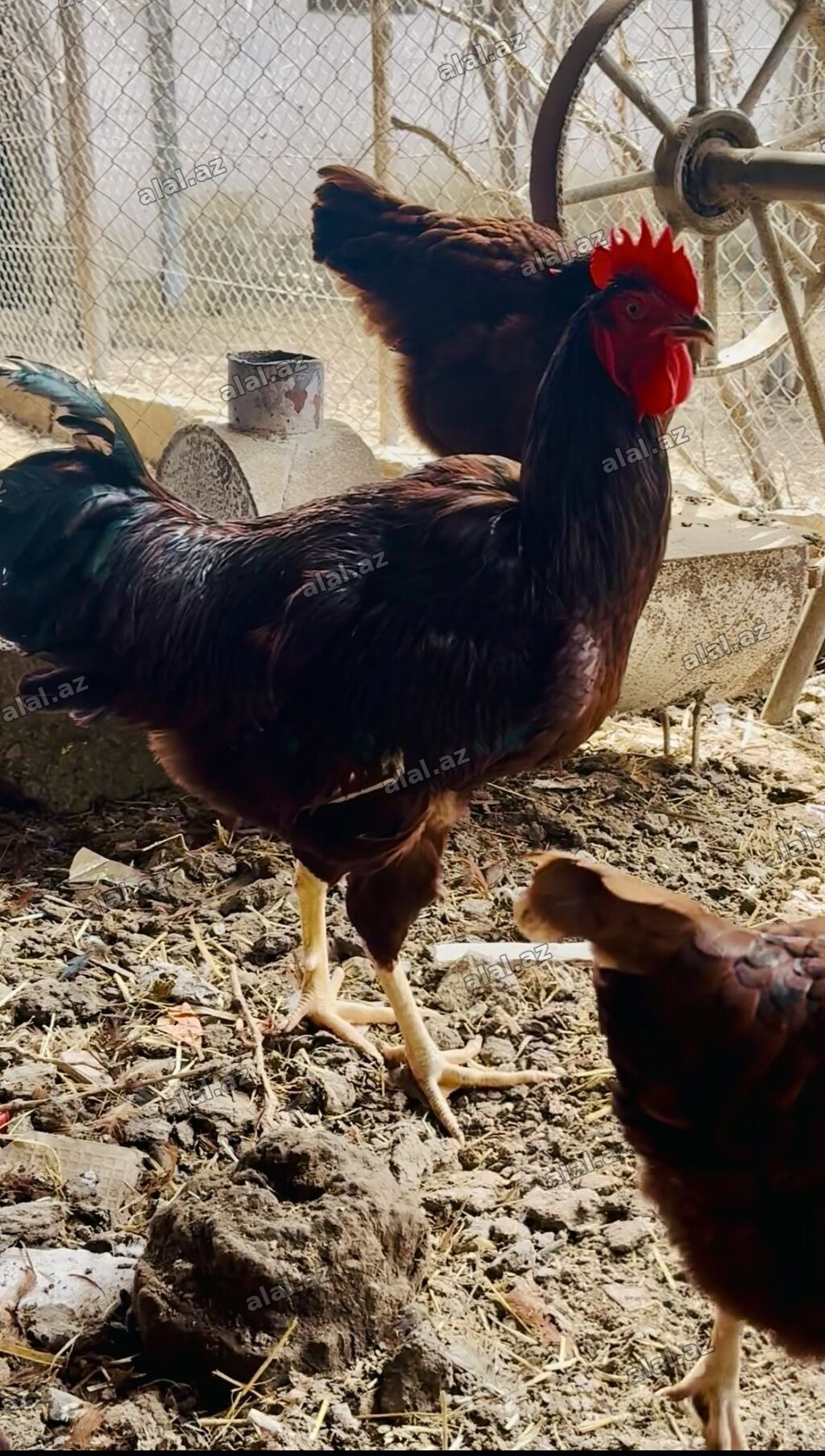Toyuq, Yumurtalıq