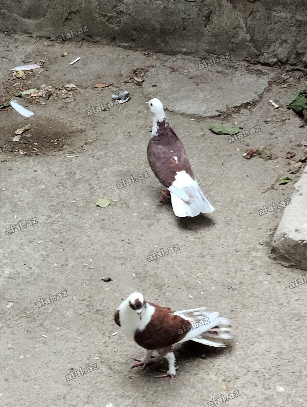 Saqlam qusdardi sec gotur 15m basqa qusdarda var