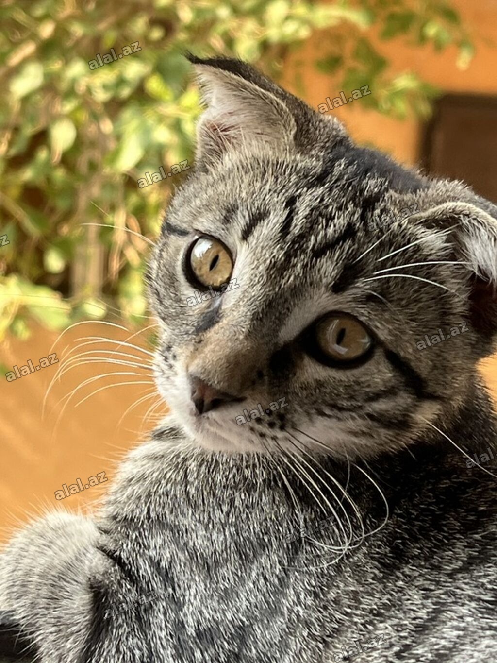 Tabbi, Erkək