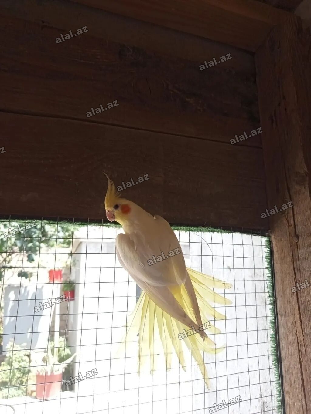 Danişan korella quşu watsap aktivdi