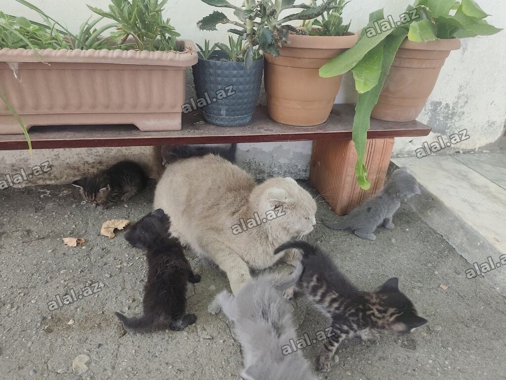 Şotland yastı qulaq, Yaxşı əllərə