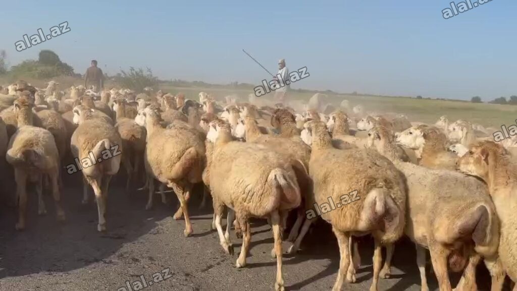 Dişi, il: 1, Damazlıq, Pulsuz çatdırılma