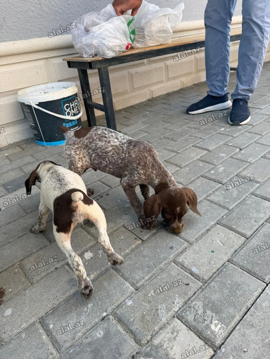 Kurtxar, 2 ay, Peyvəndli, Ünvandan götürmə, Ödənişli çatdırılma