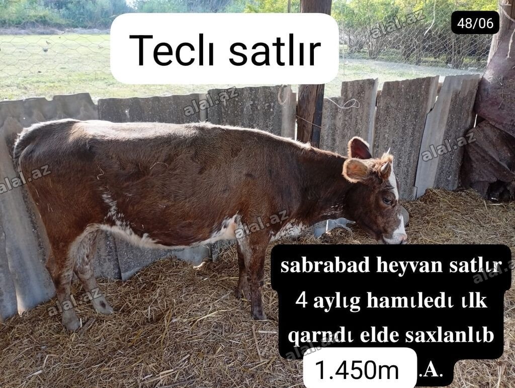 Tecili satılır: inək - Yer: Sabirabad - 4 aylıq hamilə - İlk qarındı