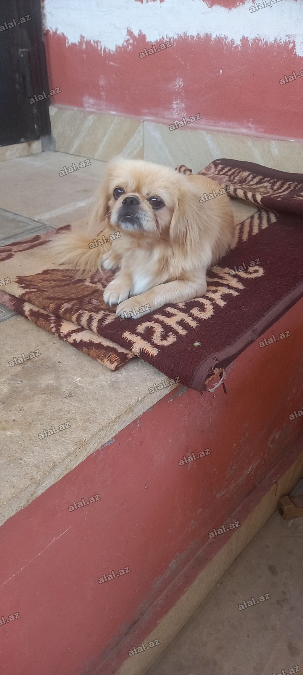 Pekines