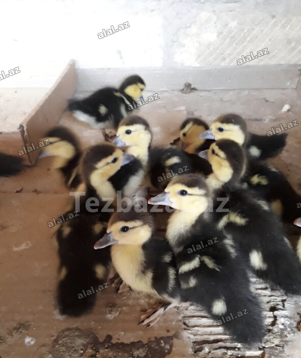 Mövzu: Lal ördək balaları Təsvir: 12 eded lal ordek balasi- 1i 5 azn