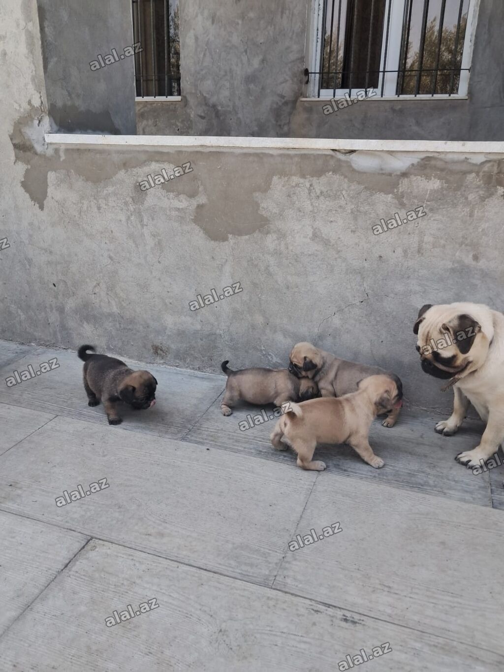 Mops, 1 ay, Dişi, Peyvəndli, Ünvandan götürmə, Ödənişli çatdırılma