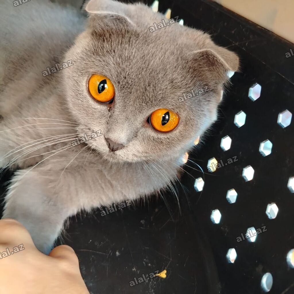 Şotland yastı qulaq