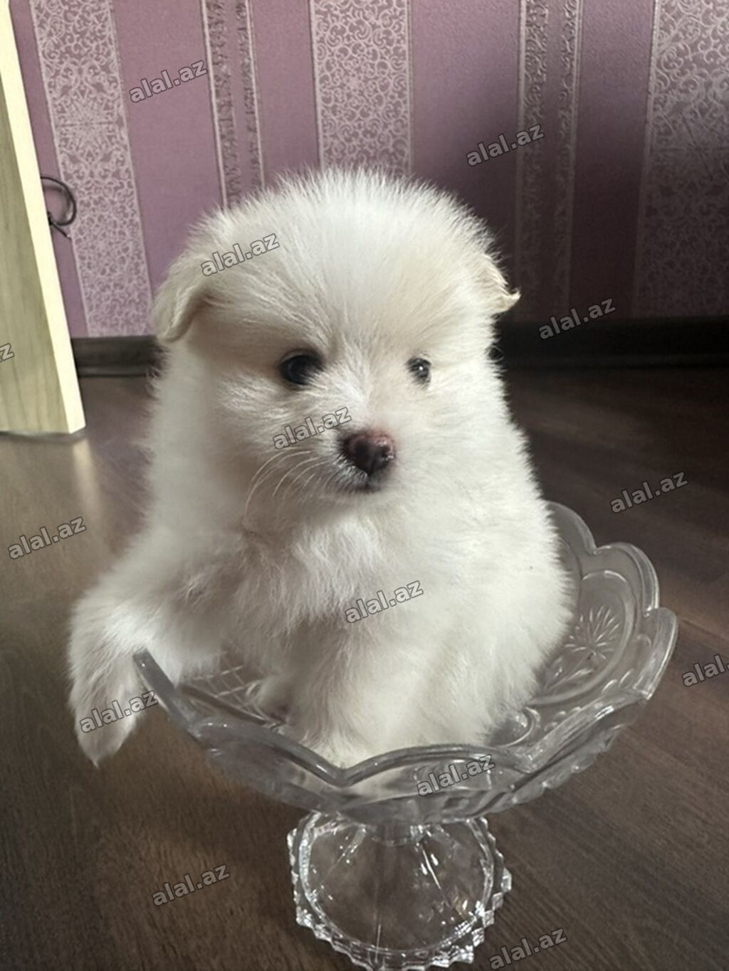 Şpitz, 1 ay, Erkək