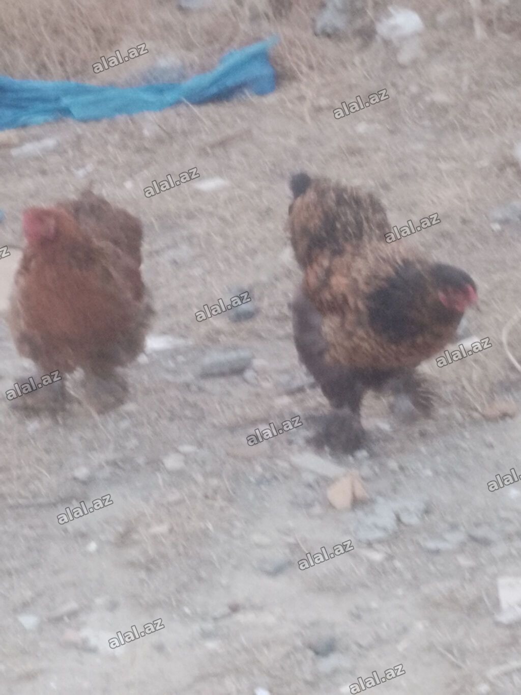 Salam. Bramo toyoqlarıdı. Sağlam və baxımlı heyvanlardır. 1 yaşları