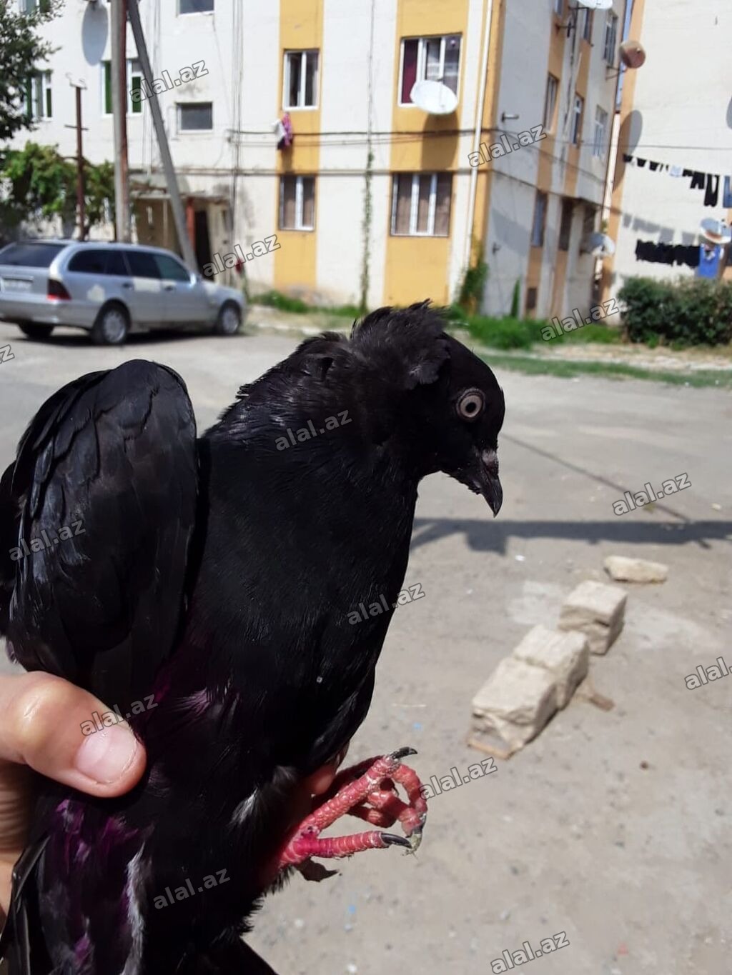 Qara rəngli bəzək göyərçini ERKƏK ENDİRİM VAR - Növ: bəzək məqsədli