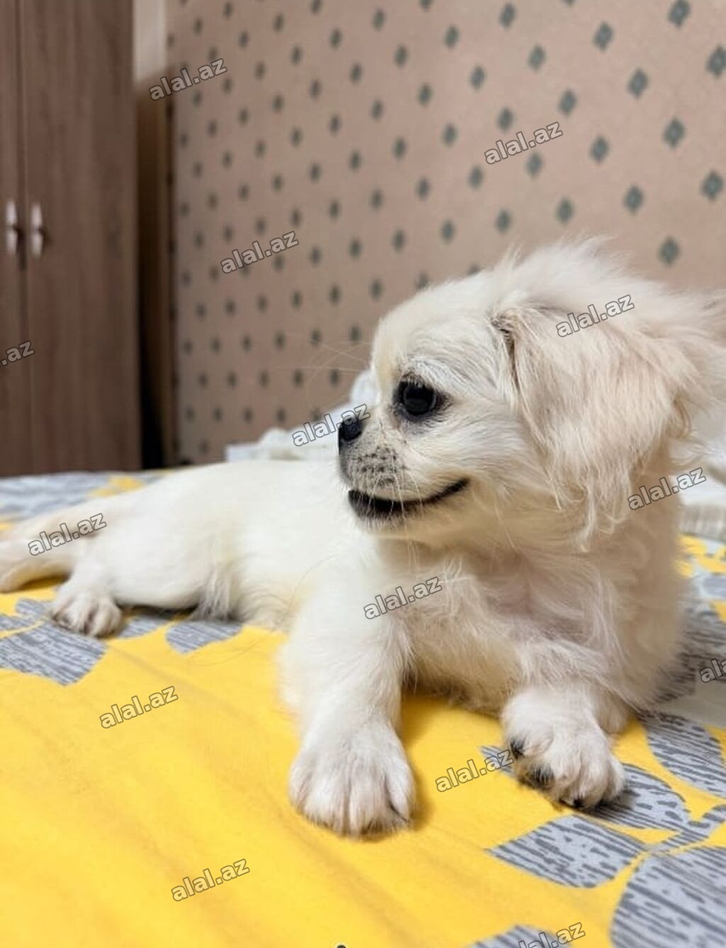 Pekines