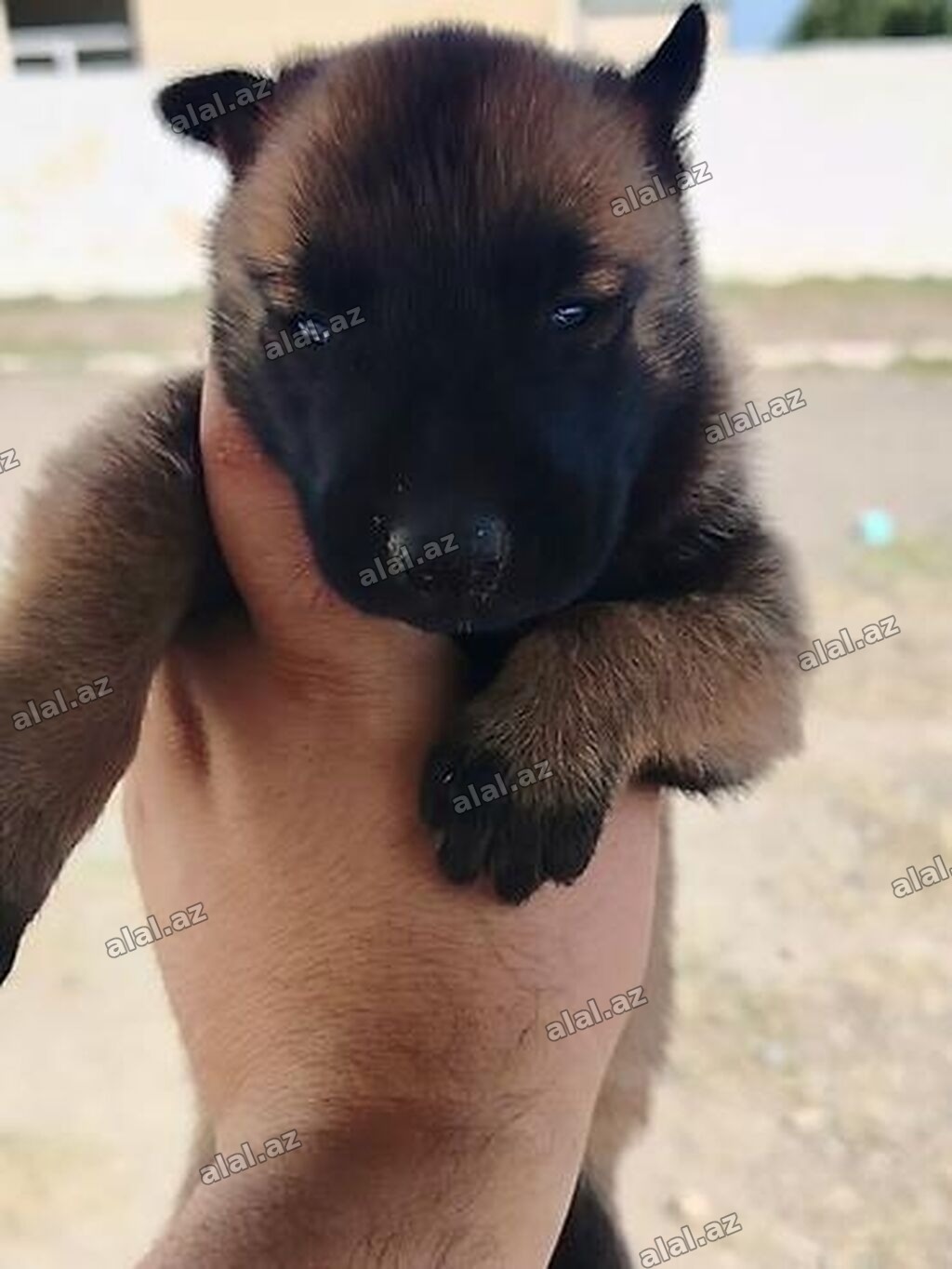 Belçika çoban iti, 1 ay, Erkək, Peyvəndli, Ünvandan götürmə, Pulsuz çatdırılma, 