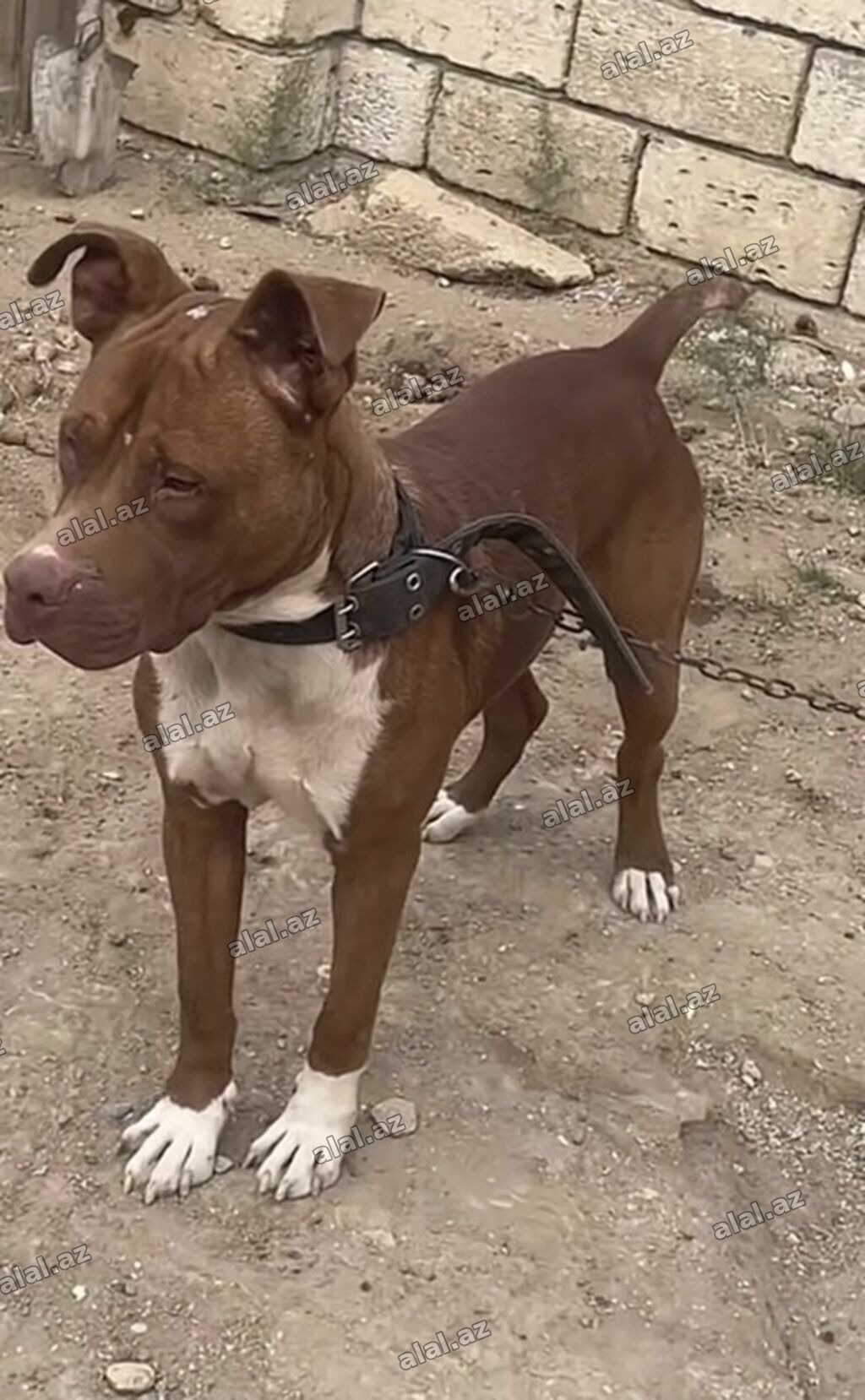 Pitbul