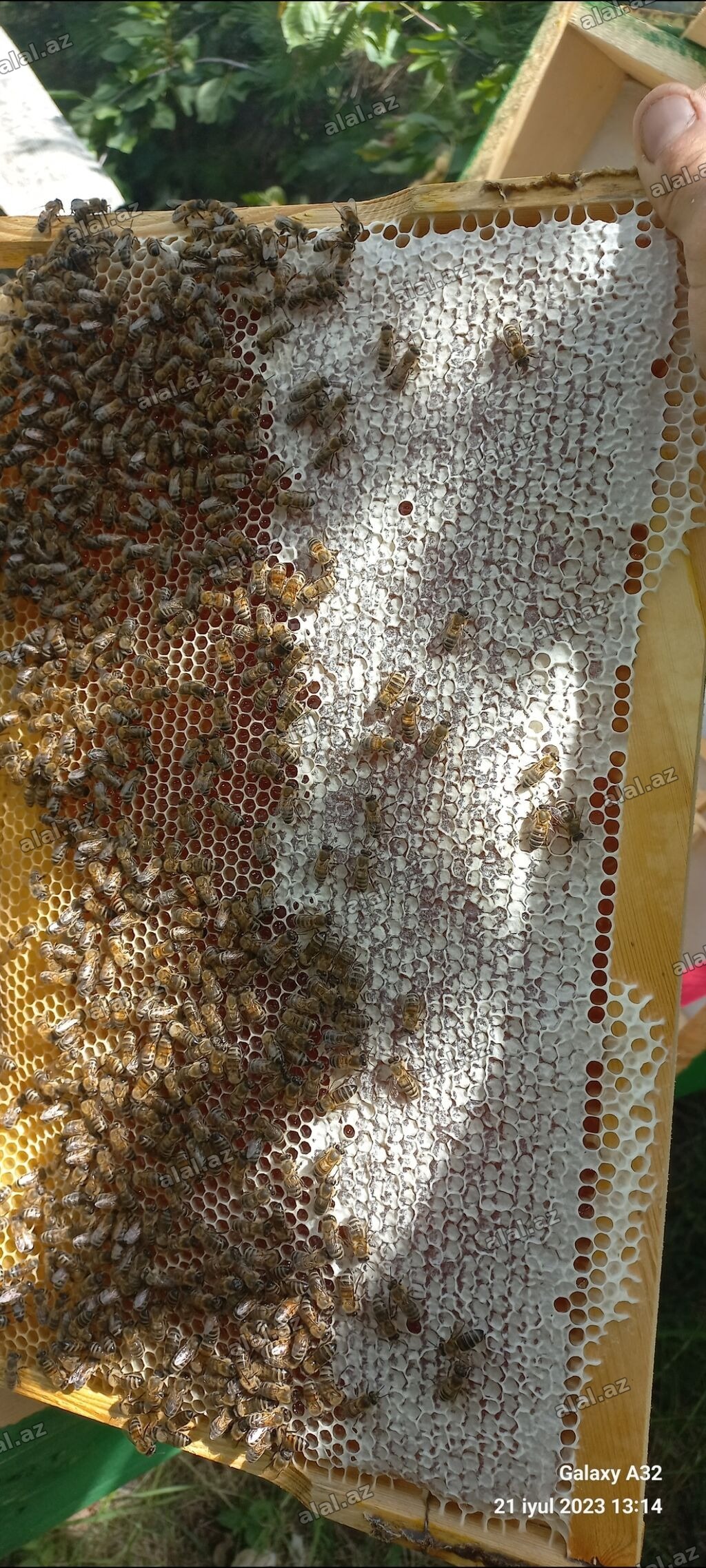 Tam sağlam,butun qulluqları olunmuş,Karnika arı ailəsi satılır.Unvan