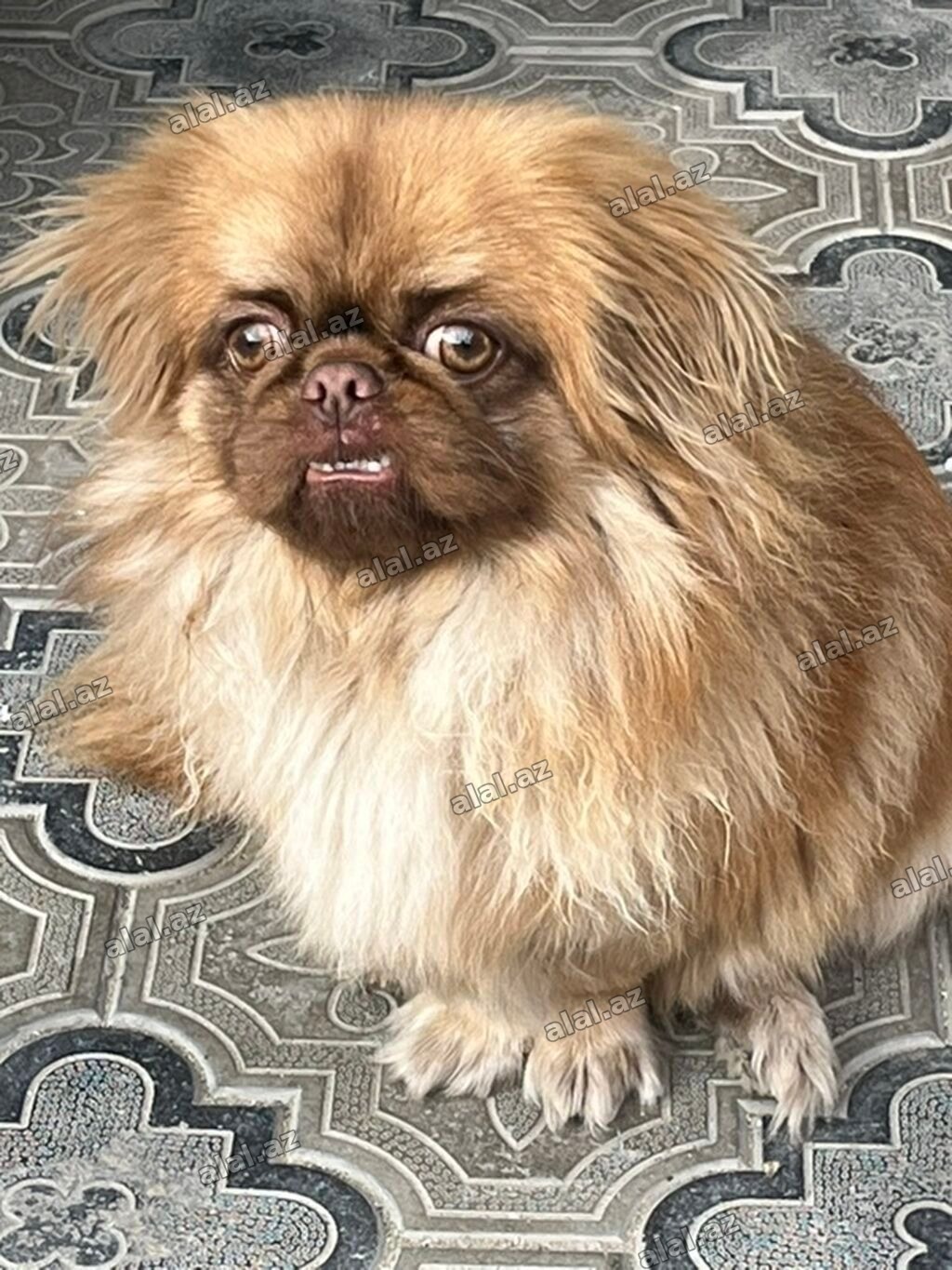 Pekines
