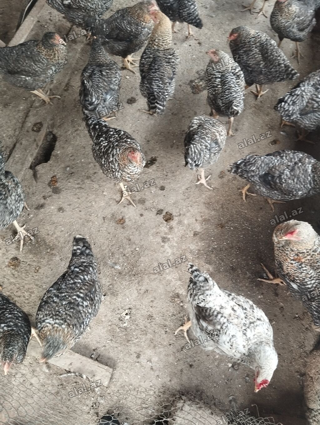 Qara-ağ zolaqlı rəngdə yerli yumurta istiqamətli toyuqların qrupu. -