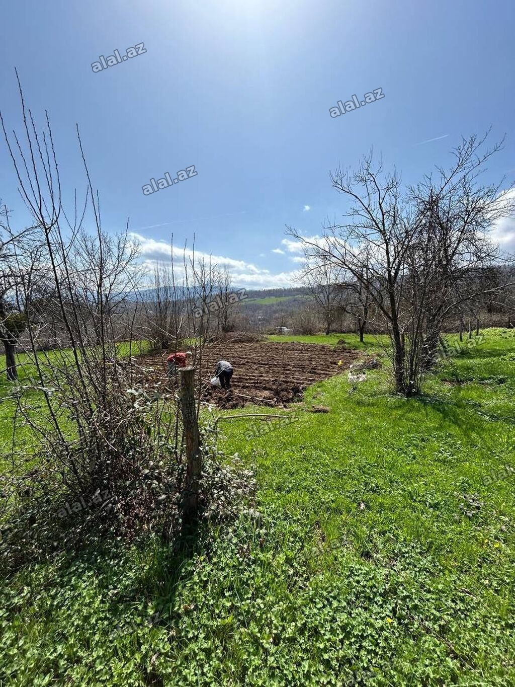 20 sot, Tikinti, Mülkiyyətçi, Kupça (Çıxarış)