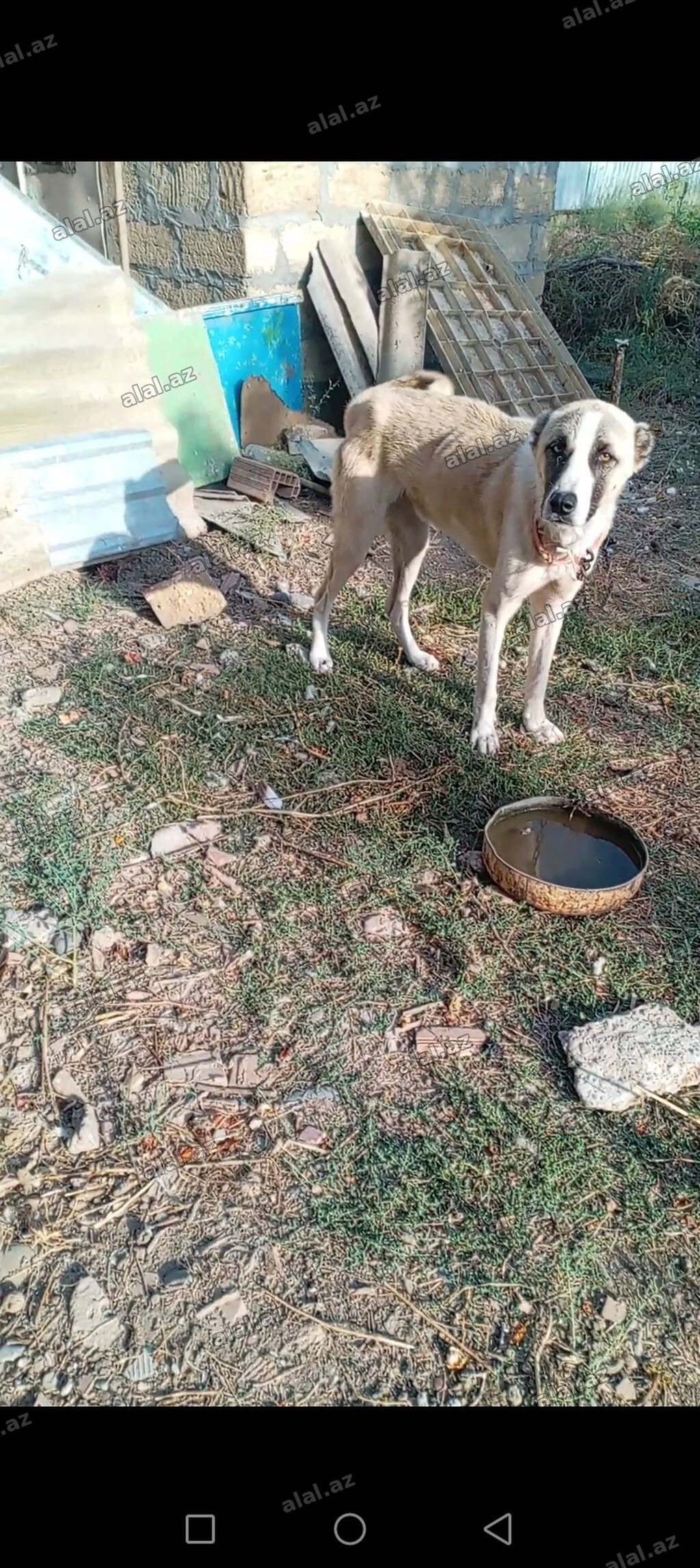 Erkəy kucuk satılır 7 ay uzun qalın kucukdu cox urəyli di itə melidi