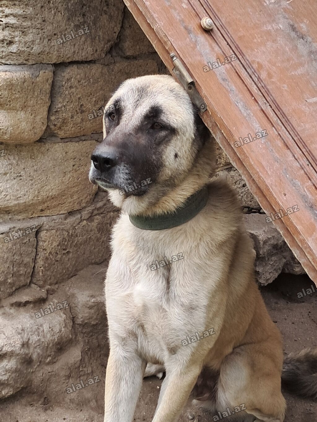 Kanqal, Erkək