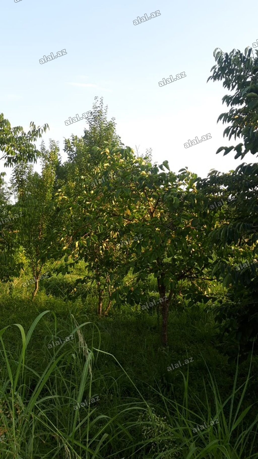 300 sot, Biznes üçün, Mülkiyyətçi, Kupça (Çıxarış)