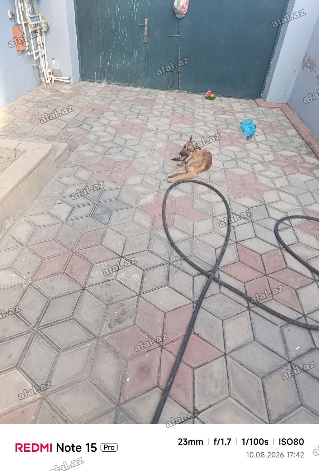 4 aylig itdi ne cinsidir bimirem baxan yoxdu deyene satiram