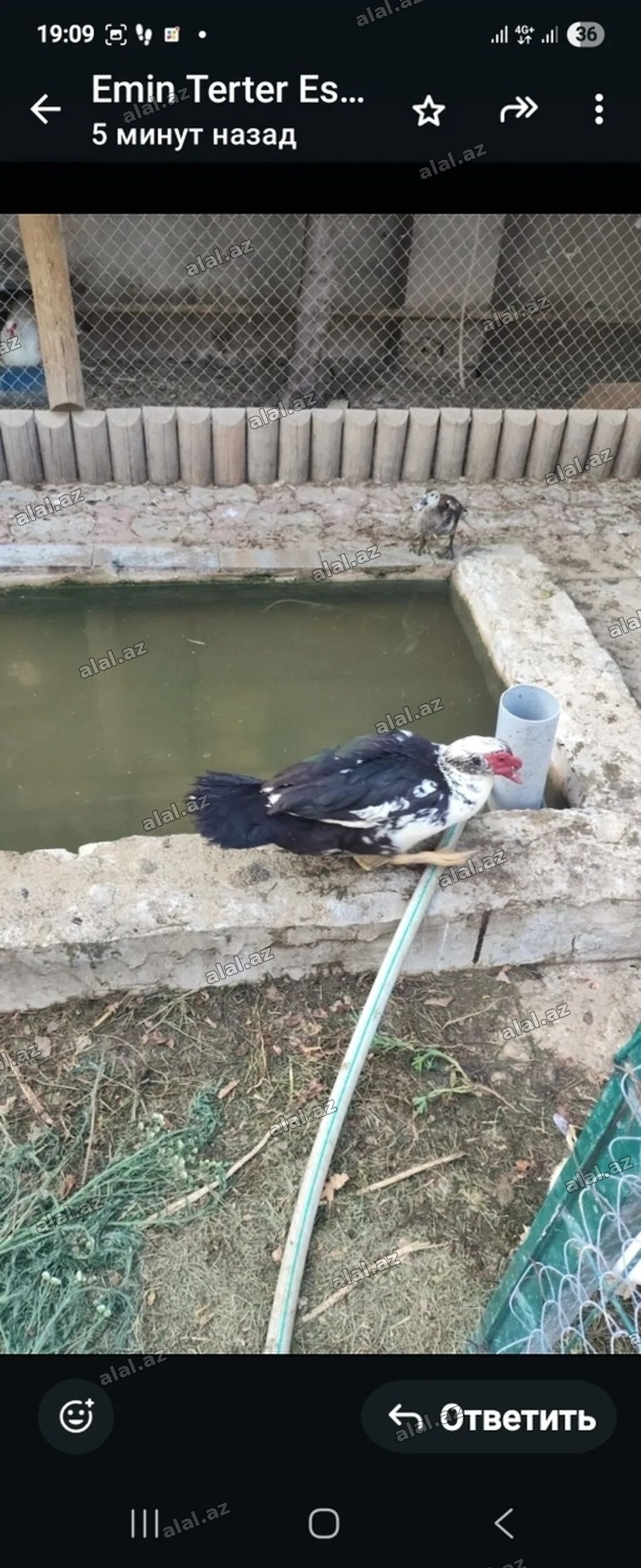Ordek 35 azn fermada 200 e uaxin ordek qalib, her sort var, hamsini