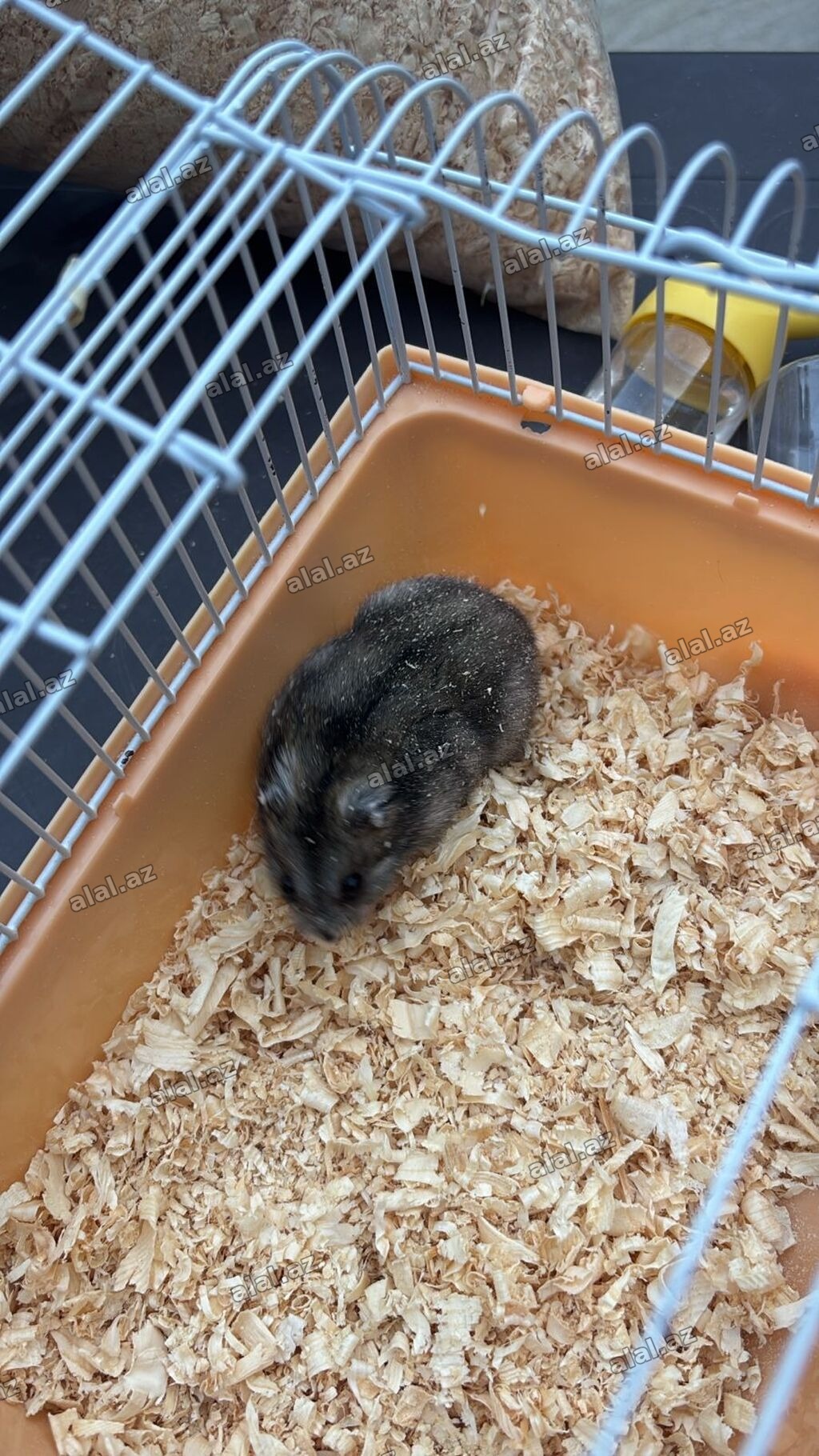 2 xamyak 2 qefes cixdi satisa 1 disi 1 erkek real alicilar narahat