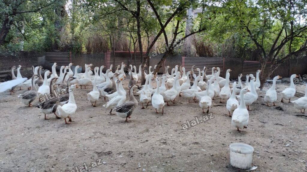 Qazlar. hamısı erkək qazlardir. 5kq qazlardir