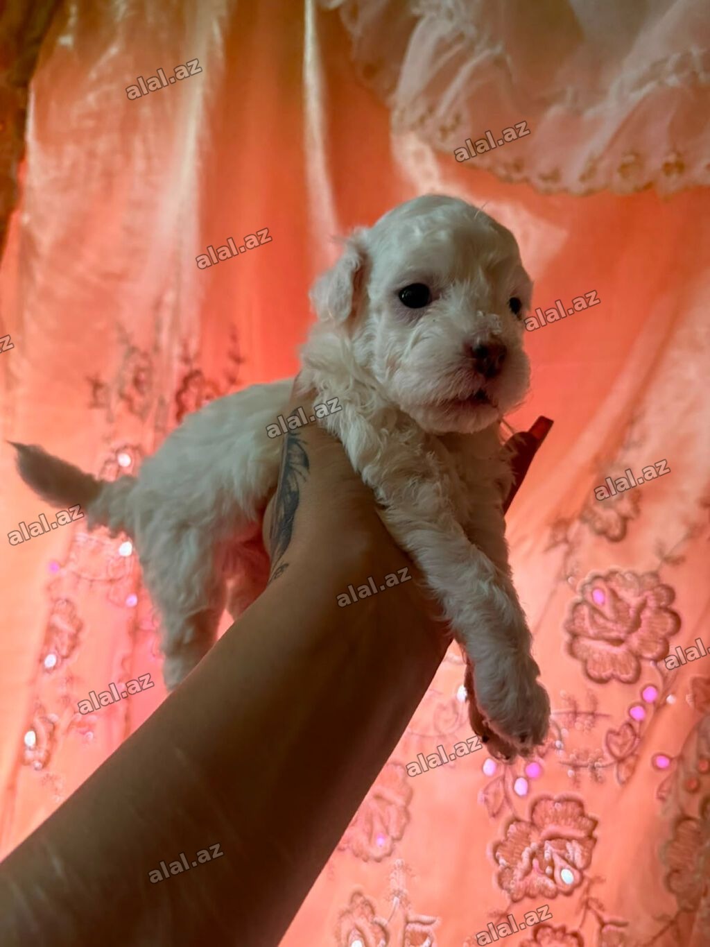 Pudel, 1 ay, Dişi