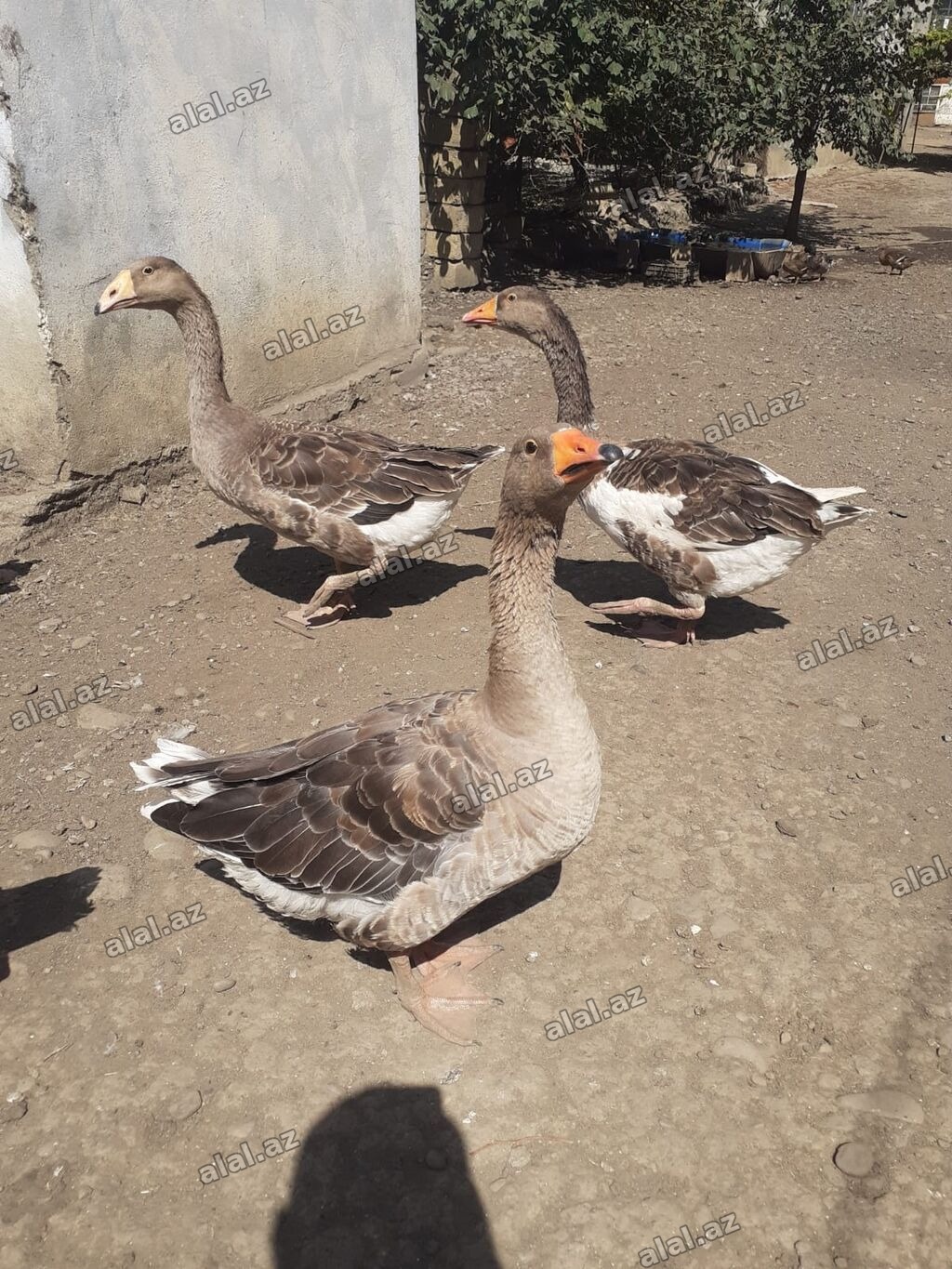 2 ədəd Tula döyüş qazları erkəy və dişi.2 ədəd ana qaz biri ala çox