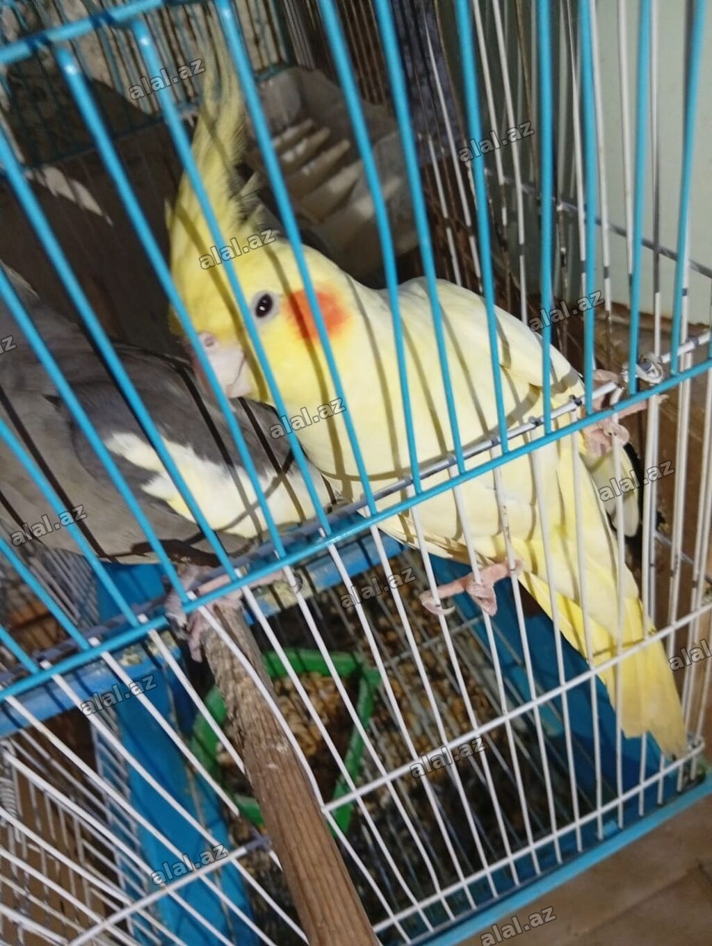 Satılır! 🐦 5 ədəd sağlam Korella quşu (3 dişi, 2 erkək) və əlavə