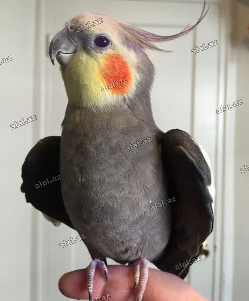 ✨ Seri rəngli hazır elquşları satışda! 🐦✨ Fərqli rənglər və gözəl
