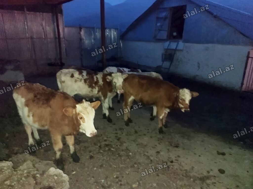 Satışda: Simmental növü dana və düyələr - Cins: Simmental